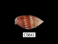 藏品(桑葚蛹筆螺)的圖片